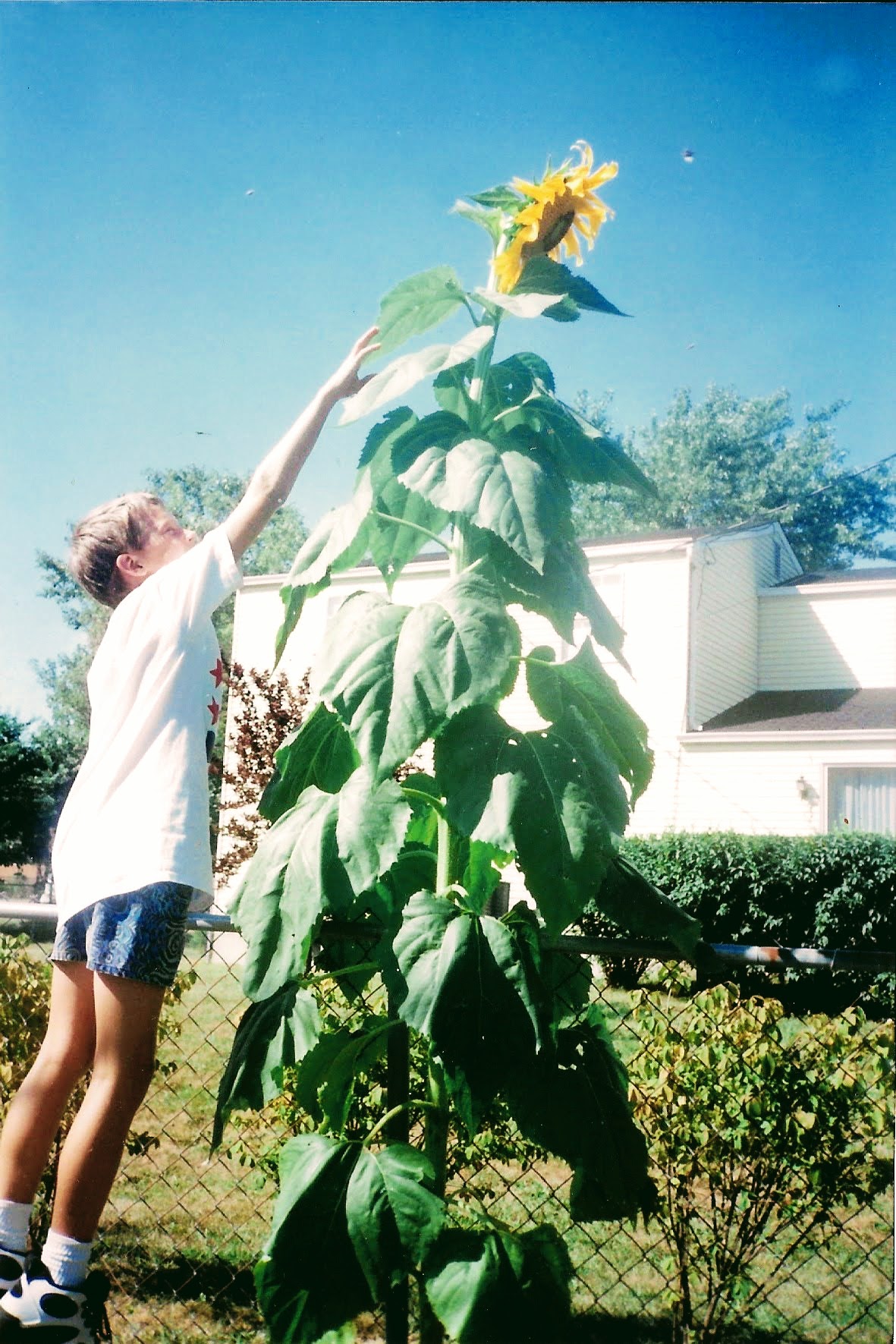 Really tall sunflower at Grandmas house