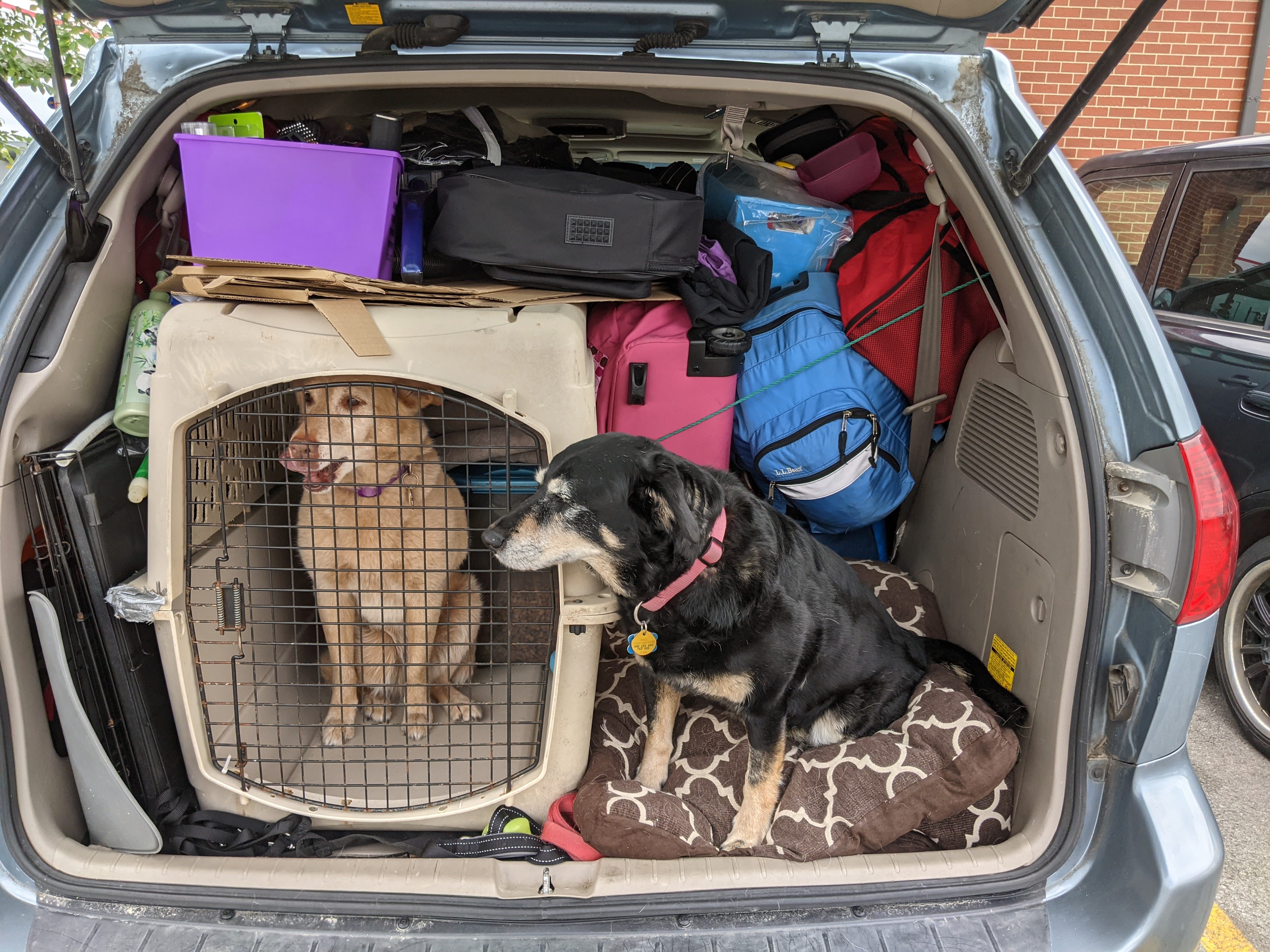 Dogs in a packed car